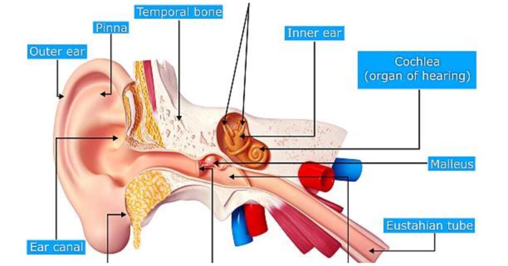 Hearing Impairment